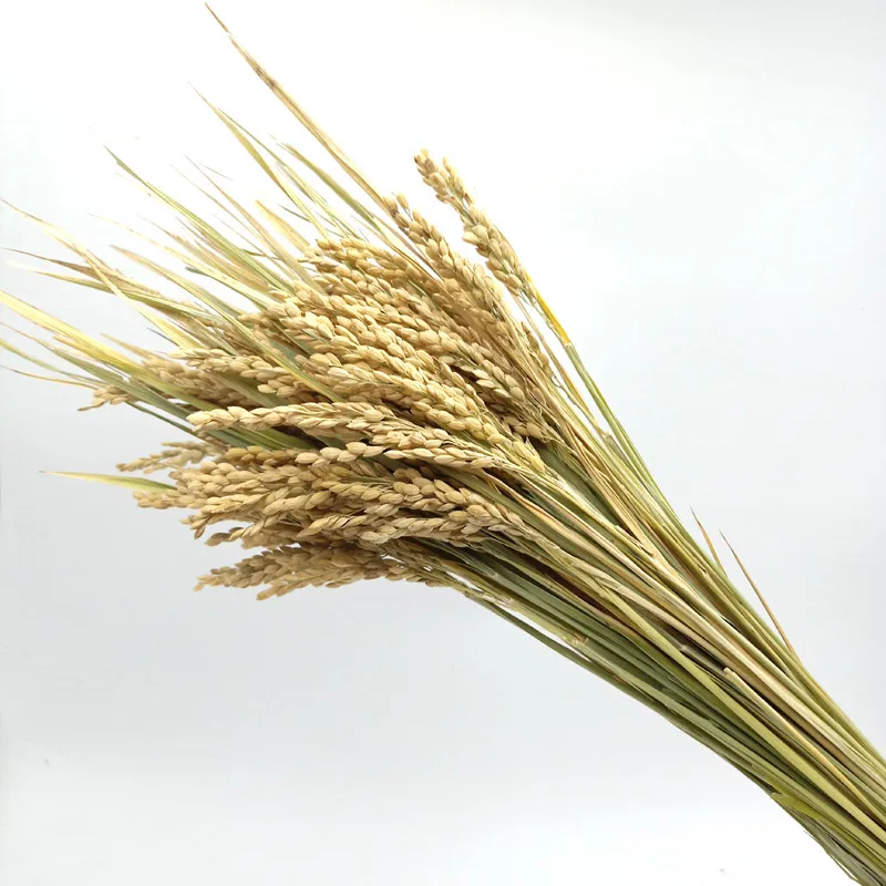 Brezplačna Dostava naravni riž spike10pcs uho riža čisto naravni riž ušesa spike riža