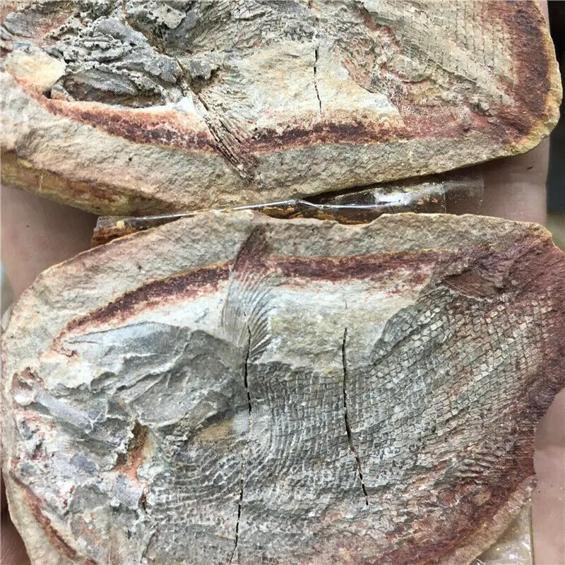 1 Kos Dobro ohranjena Milijonov let Stari Fosili Rib Zbirko Naravnih Kamnov in Mineralov