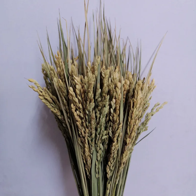 Brezplačna Dostava naravni riž spike10pcs uho riža čisto naravni riž ušesa spike riža