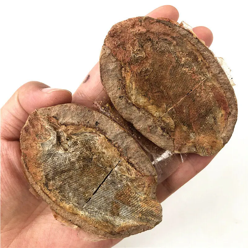 1 Kos Dobro ohranjena Milijonov let Stari Fosili Rib Zbirko Naravnih Kamnov in Mineralov