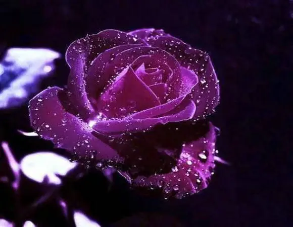 Diamond Vezenje Purple Rose Diamond Diamond Mozaik Cvet slike 5D Diamond Navzkrižno Šiv Doma Okraski Platno Darila